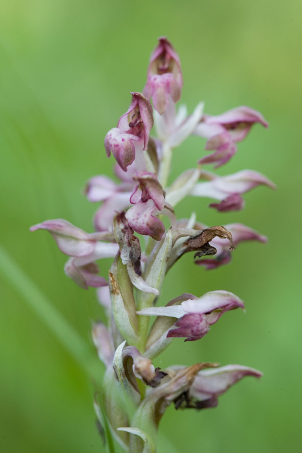 Orchis coriophora